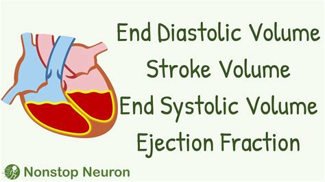 end diastolic volume vs end systolic volume.